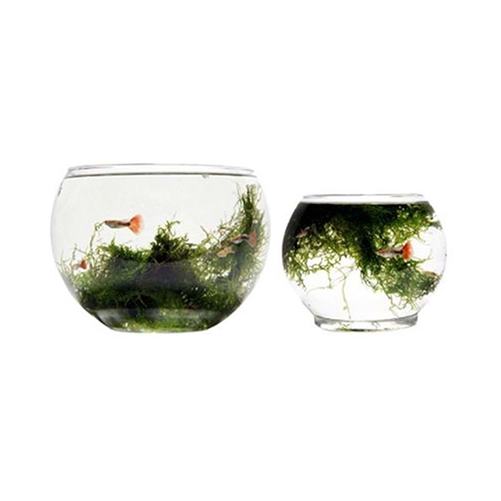 BONİSA FANUS EKONOMİK FA.AKV.002 ( 18 CM )